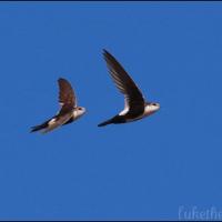 Pair of White-Throated Swifts in flight in a clear blue sky