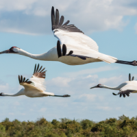 Whooping Cranes in Flight by Heather Roskelley