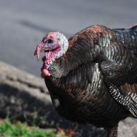 A male Wild Turkey stands at the side of an urban road, his iridescent feathers shining in sunlight, his bald head and red wattles displayed.