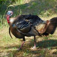 Wild Turkey