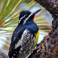 Williamson's Sapsucker in pine tree