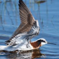 Wilson's Phalarope