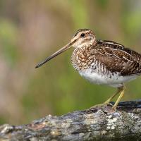 Wilson's Snipe seen in left profile, its long beak and varied brown and gold plumage offset by a white belly.