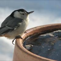 A Nuthatch perched on the edge of a partially thawed birdbath