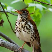 Wood Thrush singing