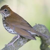 Wood Thrush