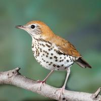 Wood Thrush