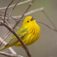 Yellow Warbler