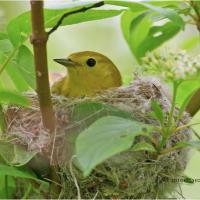 Yellow Warbler on nest