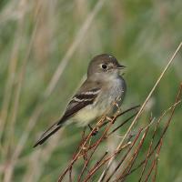 A Yellow-bellied Flycatcher perched on narrow branches