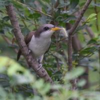 Yellow-billed Cuckoo with caterpillar