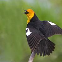 Yellow-headed Blackbird