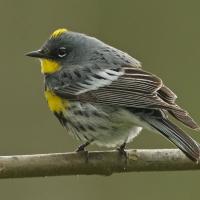 Yellow-rumped Warbler