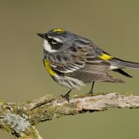 Yellow-rumped Warbler