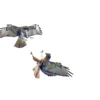Red-tail Hawk