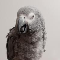 African Grey Parrot