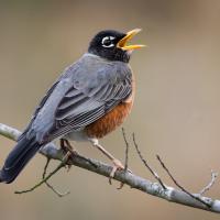 American Robin