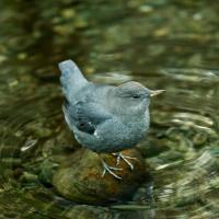 American Dipper