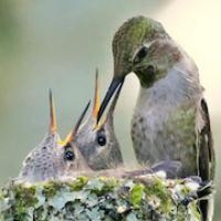 Anna's Hummingbird