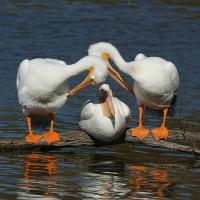 American White Pelicans