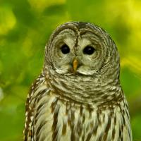 Barred Owl