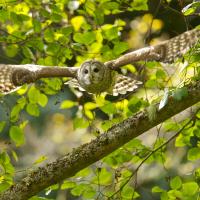 Barred Owl
