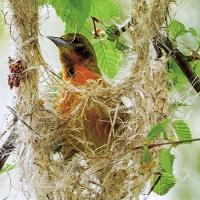 Baltimore Oriole female building nest