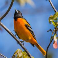 Baltimore Oriole