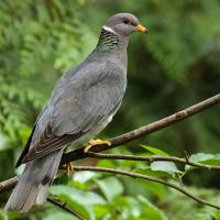 Band-Tailed Pigeon