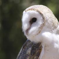 Barn Owl