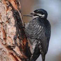 Black-backed Woodpecker