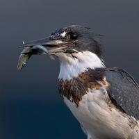 Belted Kingfisher