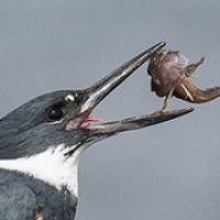 Belted Kingfisher