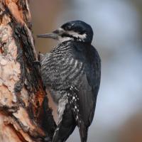 Female Black-backed woodpecker