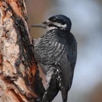 Female Black-backed Woodpecker on tree in burned forest