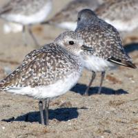 Black-bellied Plover