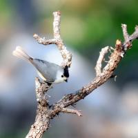 Black-crested Titmouse