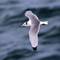 Black-legged Kittiwake