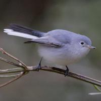 Blue-gray Gnatcatcher