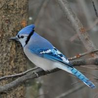 Blue Jay