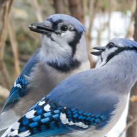 Blue Jay pair