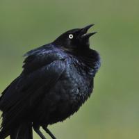 Brewer's Blackbird