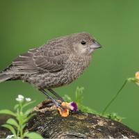 Female Brown-headed Cowbird, displaying her mottled light brown plumage and short sharp beak