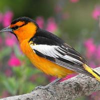 Bullock's Oriole