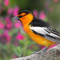 Bullock's Oriole