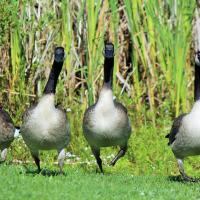 Canada Geese