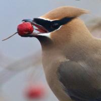 Cedar Waxwing