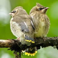 Cedar Waxwing