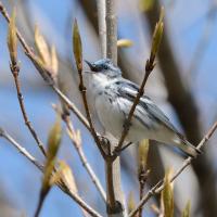 Cerulean Warbler