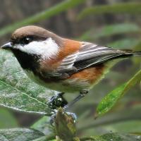 Chestnut-backed Chickadee